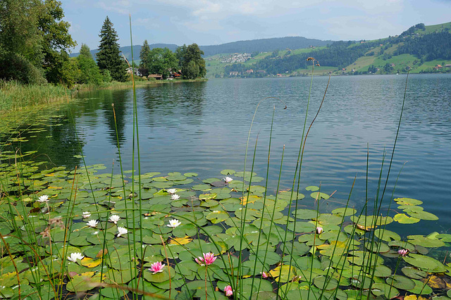 Nénuphars au bord du lac d'Aegeri...