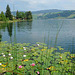 Nénuphars au bord du lac d'Aegeri...