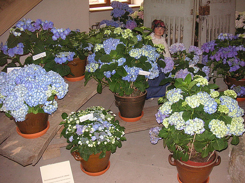 Hortensienschau im Barockschloß Zuschendorf - 2007