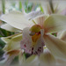 le coeur de mon orchidée !!!!!