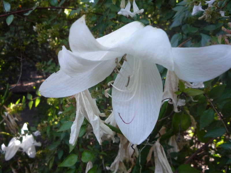 Flor blanca inclinada