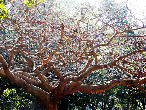 Sunlit branches