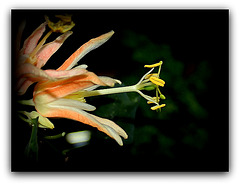 Passiflora aurantia (2)