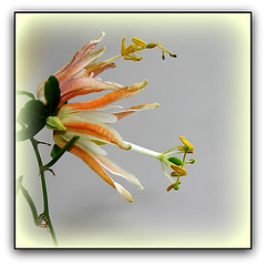 Passiflora aurantia (4)