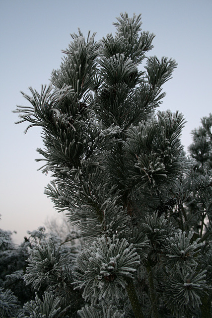 longing for a white christmas