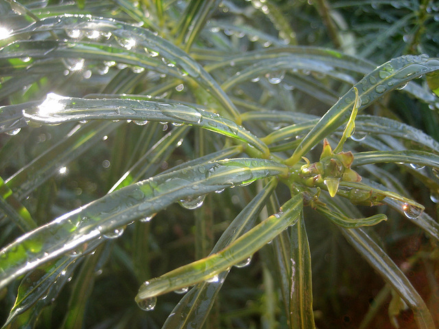 Yellow Oleander Leaves (8451)