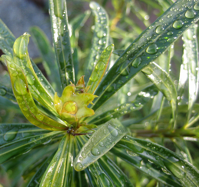 Yellow (Peach) Oleander (8463)