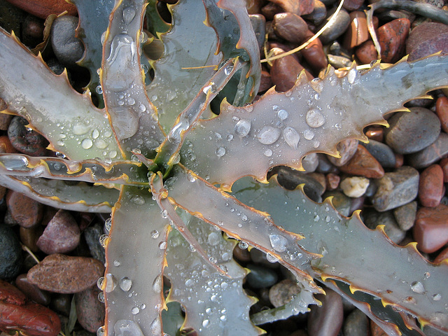 Wet Agave (8459)