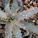 Wet Agave (8459)