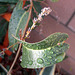 Raindrops On Leaf (8458)