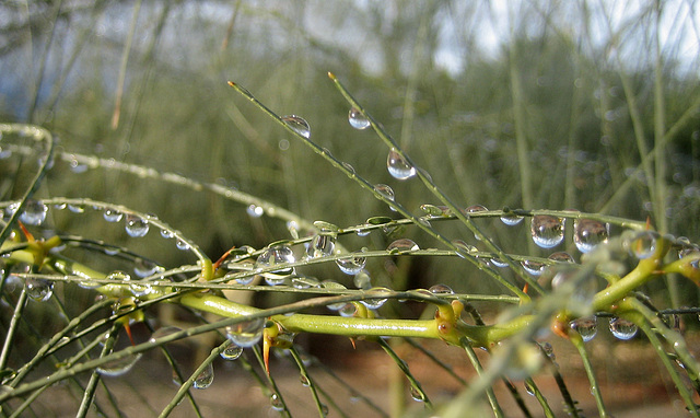 Rain on Palo Verde (8450)