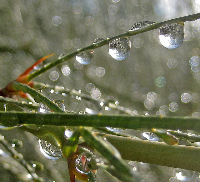 Rain on Palo Verde (8446)