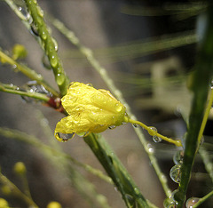 Palo Verde Blossom (8442)