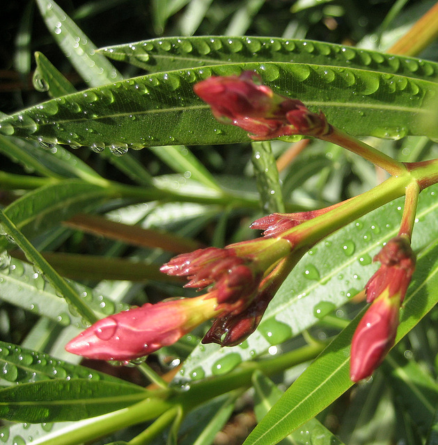 Oleander (8448)