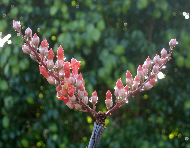 Ocotillo Blooms (8462)