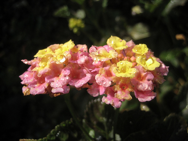 Lantana (8465)