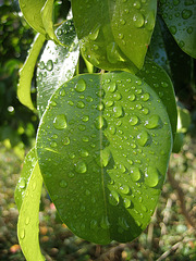 Ficus (8464)