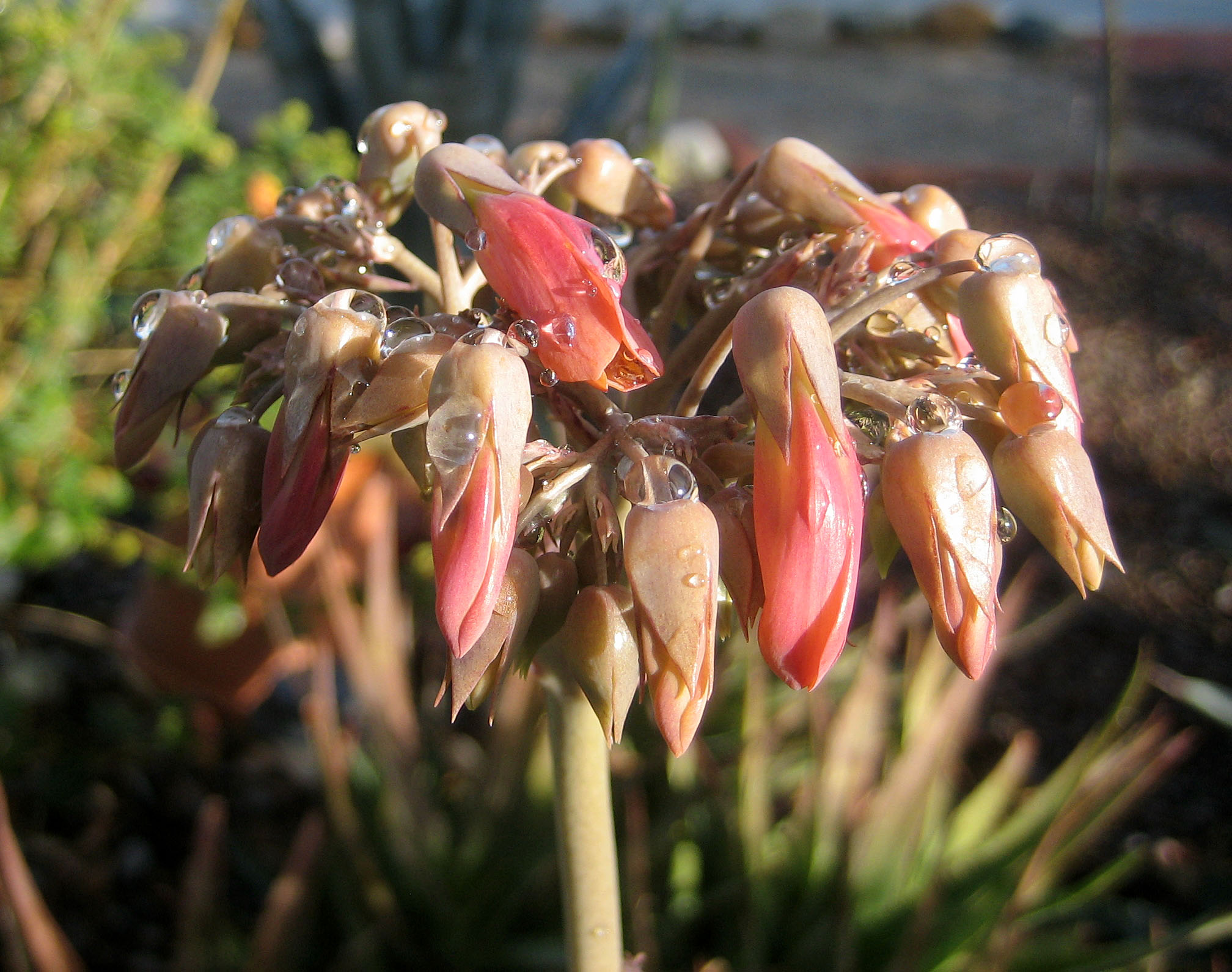 Bloom of the Anti-Mole Plant (8453)