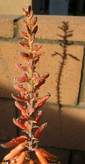 Aloe Bloom (8456)