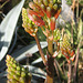 Agave Blooms (8466)
