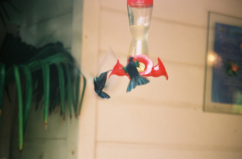 Colibris Martinique Jardins de Balata