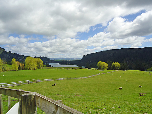 Green paddocks