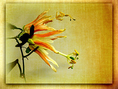 texture- Passiflora aurantia
