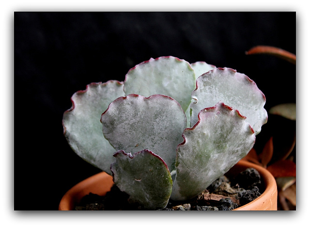 Cotyledon orbiculata v. undulata (2)