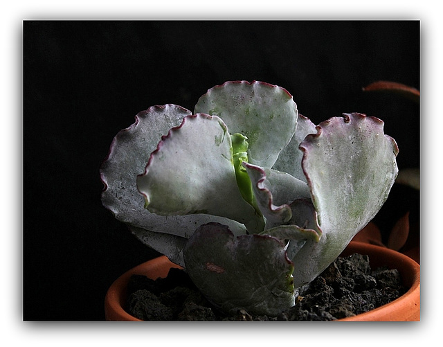 Cotyledon orbiculata v. undulata (3)