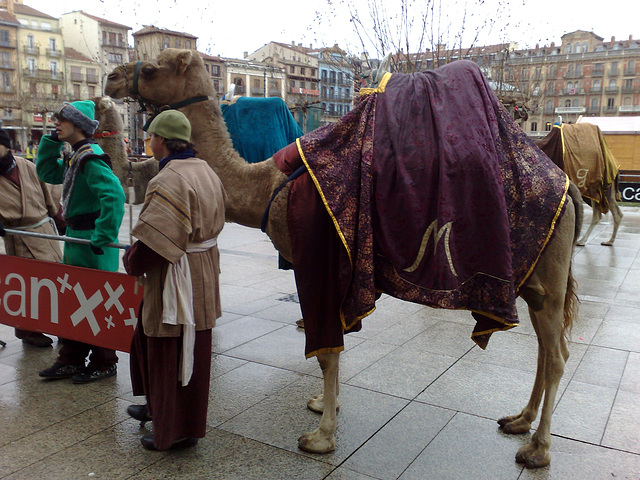 Dromedarios en Pamplona 1.