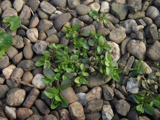 Weed on the driveway