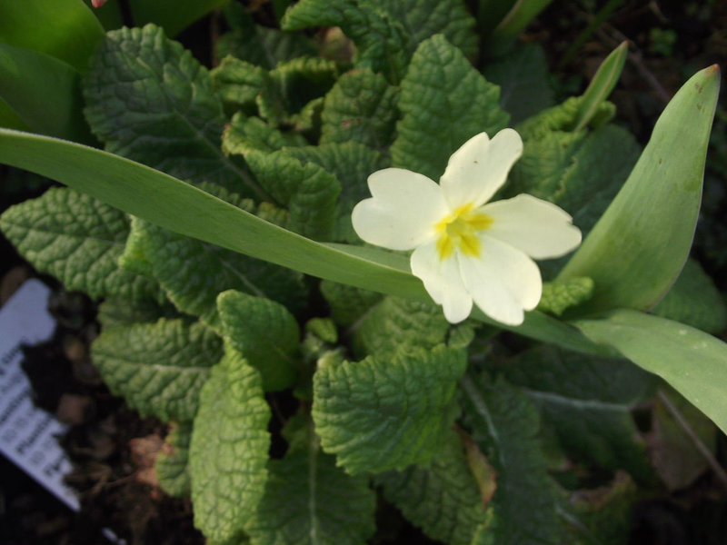 Primrose