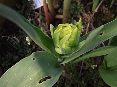 Yellow tulip not yet bloomed