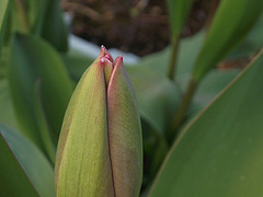 Tulip not yet opened