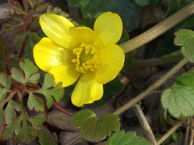 Celandine flower on the drive