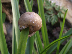 Snail on a leaf