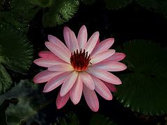Flor de Loto - Nymphaea Caerulea