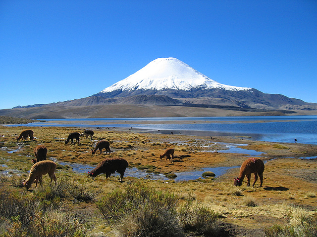 Altiplano Chileno