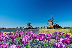 Molinos de Vientos y Flores En Holanda