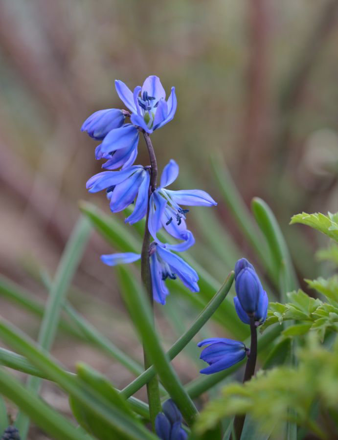 Scilla sibirica