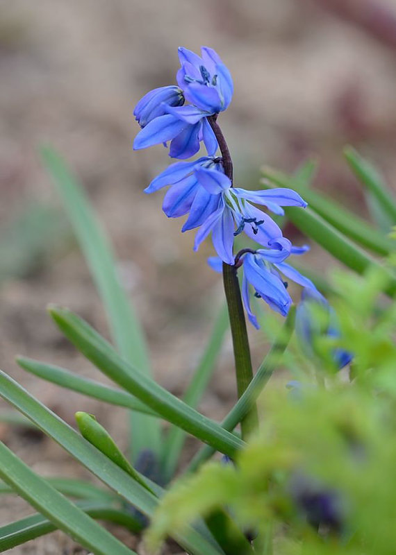 Scilla sibirica