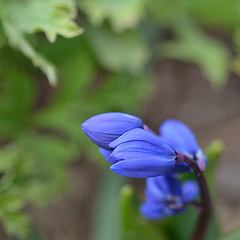 Scilla sibirica