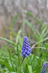 Muscari