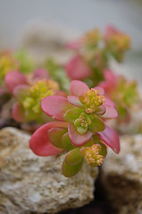 Sedum Sp