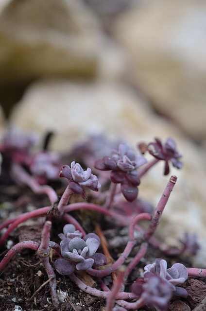 Sedum spathulufolium purpureum