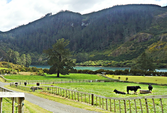 Lakeside paddocks