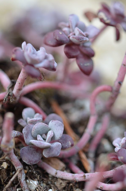 Sedum spathulufolium purpureum