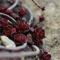 Sedum spurium