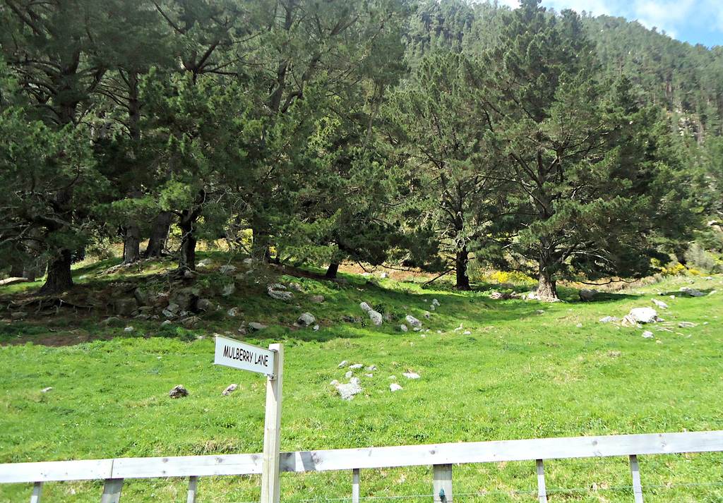 Rocks under trees