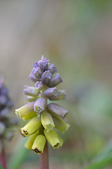 Muscari macrocarpum